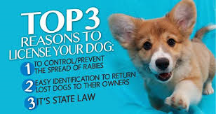 3 Reasons to License Your Dog