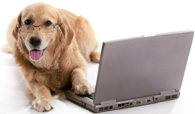 Golden_Retriever-Online