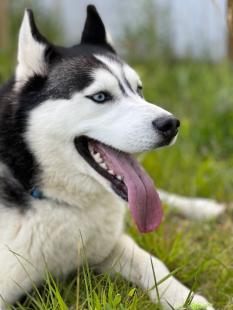 Dog One