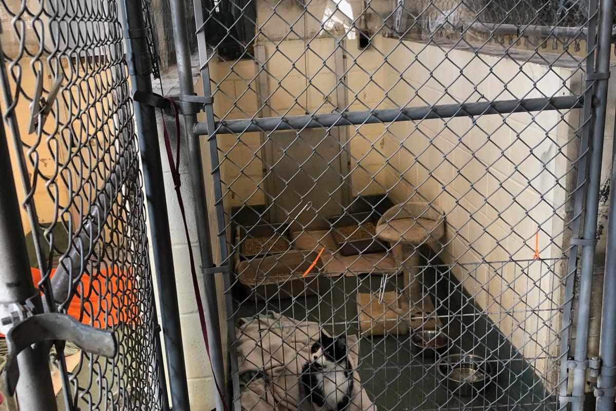 Dog run adapted for cat housing
