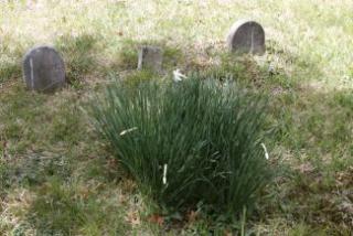 Cemetery 32