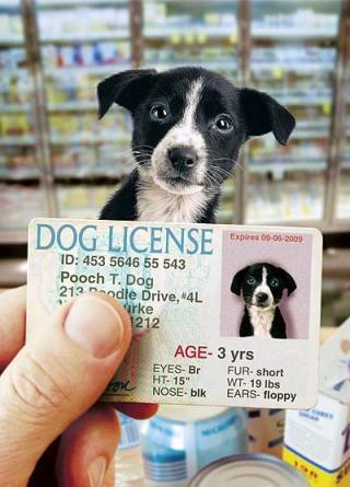 Dog License Renewal