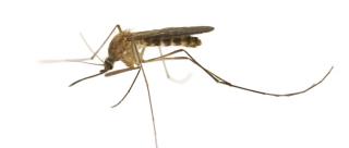 Mosquito-CDC