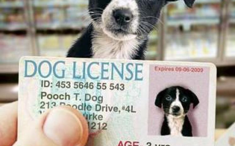 Dog License Renewal