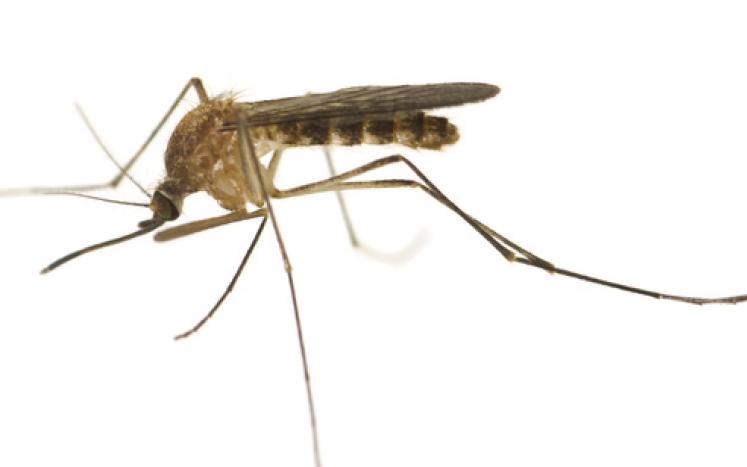 Mosquito-CDC